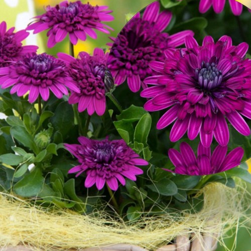 Osteospermum ecklonis 'Erato® Double Purple' - Eckloni kuldkakar 'Erato® Double Purple' P9/0,55L
